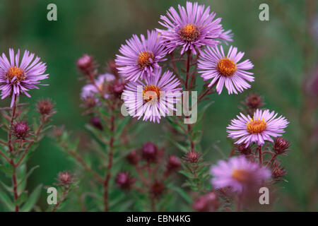 La nuova Inghilterra Aster (Aster novae-angliae), fioritura Foto Stock