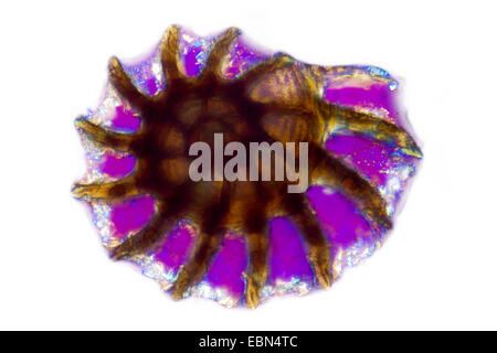 I foraminiferi in luce polarizzata Foto Stock