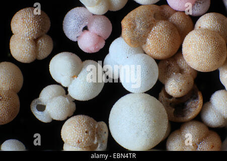 Foraminiferans, forams (Foraminiferida), foraminiferi Foto Stock