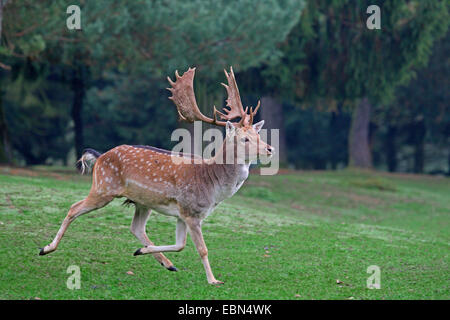 Daini (Dama Dama, Cervus dama), in esecuzione in un prato Foto Stock