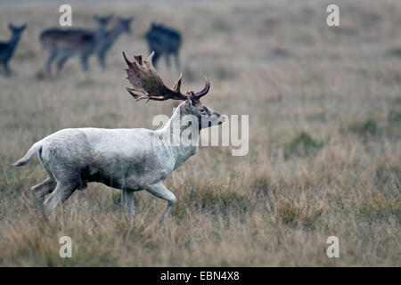 Daini (Dama Dama, Cervus dama), bianco stag, Danimarca Foto Stock