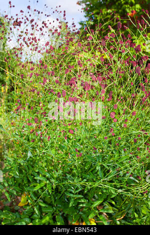 Grande Burnett (Sanguisorba officinalis, Sanguisorba major), che fiorisce in un giardino, Germania Foto Stock