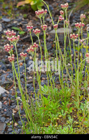 Montagna, eterna Catsfoot, Cudweed, Stoloniferous Pussytoes, Cat's-piede (Antennaria dioica), fioritura, Germania Foto Stock