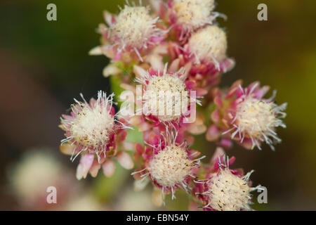 Montagna, eterna Catsfoot, Cudweed, Stoloniferous Pussytoes, Cat's-piede (Antennaria dioica), infiorescenze, Germania Foto Stock