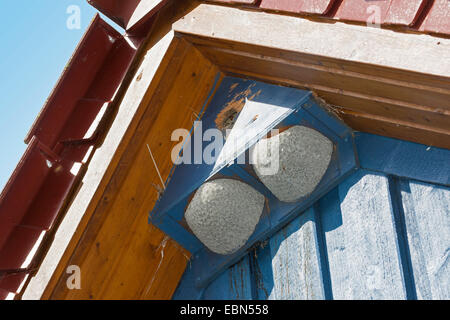 Casa comune martin (Delichon urbica), casella di nidificazione per casa martins e storni nel tetto a capanna di una casa, Germania Foto Stock