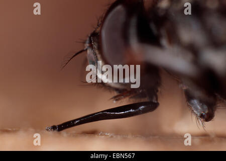 Volo stabile, cane fly, mordere housefly (Stomoxys calcitrans), seduti su legno Foto Stock