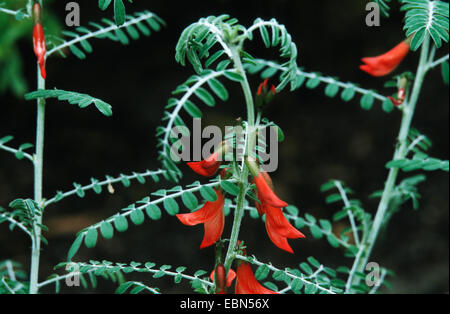 Impianto d'anatra, cancro bush (Sutherlandia frutescens, Colutea frutescence), fioritura Foto Stock