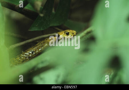 Mozambico sputare cobra (Naja mossambica), nascosto tra le piante Foto Stock