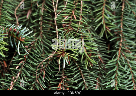 Il serbo Abete (Picea omorika), filiali Foto Stock