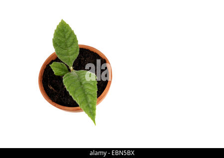 Nespole del Giappone, giapponese prugna (Eriobotrya japonica), la piantina in un tegame di coccio Foto Stock