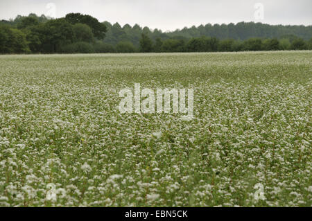 Il grano saraceno (Fagopyrum esculentum), fioritura campo di grano saraceno, Francia, Brittany Foto Stock