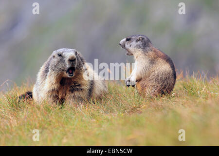 Alpine marmotta (Marmota marmota), vecchi e giovani seduti insieme su erba , Austria, Parco Nazionale Hohe Tauern Foto Stock