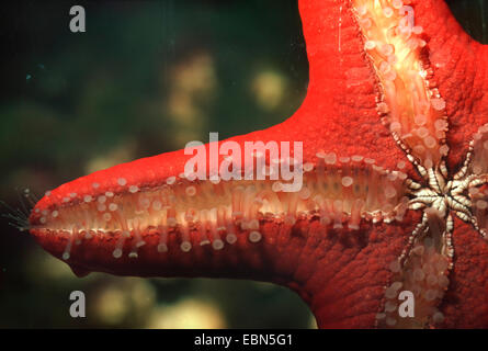 Pomello rosso starfish, rosso-spined starfish, rosso spined sea star, africano pomello rosso stella di mare, africano knobb rossa stella di mare, red star generale, generale starfish, Oceano Indiano starfish, manopola di fiori di stelle marine cornuto stella di mare, pomello rosso, rosso-manopola a stella (Protoreaster lincki), in prossimità del lato inferiore, Filippine, Pacific Foto Stock