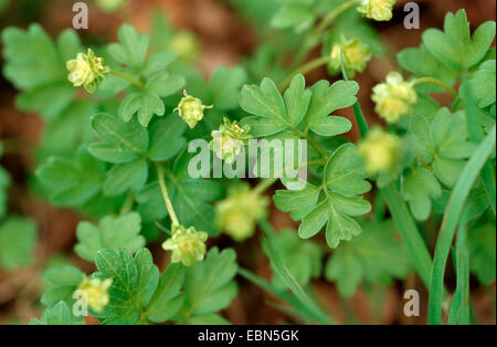 Comune, moschatel muskroot (Adoxa moschatellina), fioritura, Germania Foto Stock