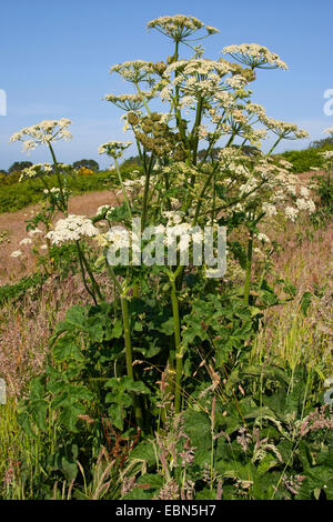 Mucca pastinaca, comune Hogweed, Hogweed, mucca americana-pastinaca (Heracleum sphondylium), fioritura, Germania Foto Stock