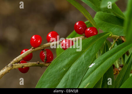 Mezereon, febbraio daphne (Daphne mezereum), con frutti maturi, in Germania, in Baviera Foto Stock