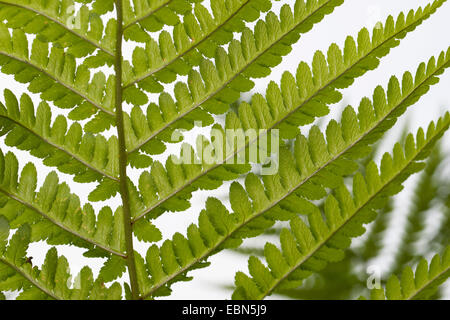 Felce maschio, felce Worm (Dryopteris filix-mas), dettaglio di frond, Germania Foto Stock