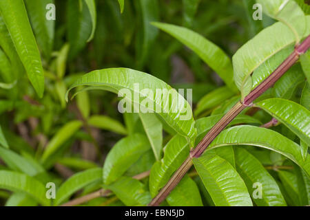 La verbena del limone, limone beebrush (Aloysia triphylla, Lippia citirodora, Aloysia citriodora, Aloysia citrodora), foglie Foto Stock