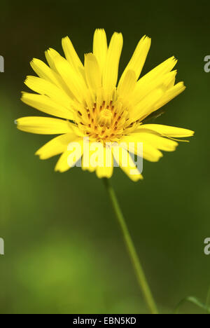 Oriental Goet's Beart, Jack-Go-To-Bed-At-Noon (Tragopogon pratensis subsp. orientalis, Tragopogon orientalis), infiorescenza, Svizzera Foto Stock