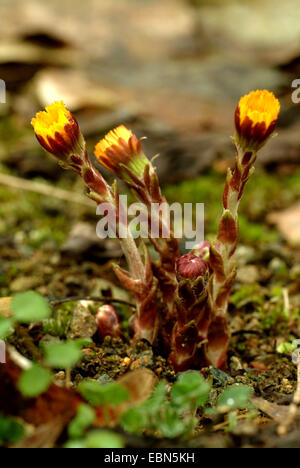 Colt's-piede, coltsfoot (Tussilago farfara), fioritura, Germania Foto Stock