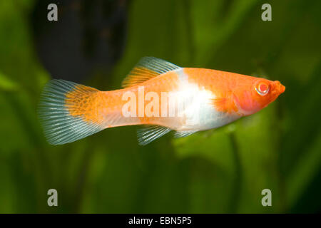 Green swordtail (Xiphophorus helleri), Koi Albino Foto Stock