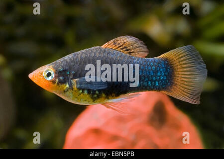 Southern platyfish, Maculate Platy (Xiphophorus maculatus), razza Nero Foto Stock