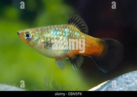 Southern platyfish, Maculate Platy (Xiphophorus maculatus), femmina, razza Rainbow Foto Stock