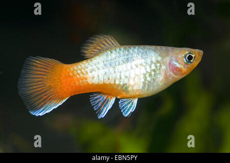 Southern platyfish, Maculate Platy (Xiphophorus maculatus), razza blu rosso-coda di Platy Foto Stock