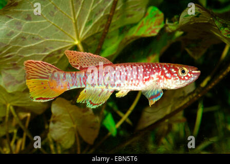 Acciaio-blu, Aphyosemion Gardneri killifish (Aphyosemion gardneri, Fundulopanchax gardneri), nuoto Foto Stock