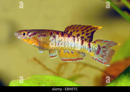 Acciaio-blu, Aphyosemion Gardneri killifish (Aphyosemion gardneri, Fundulopanchax gardneri), nuoto Foto Stock