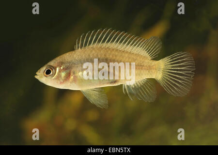 Chameleonfish, (badis Badis badis), nuoto Foto Stock