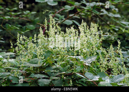 Ceduo-centinodia (Fallopia dumetorum), fioritura, Germania Foto Stock