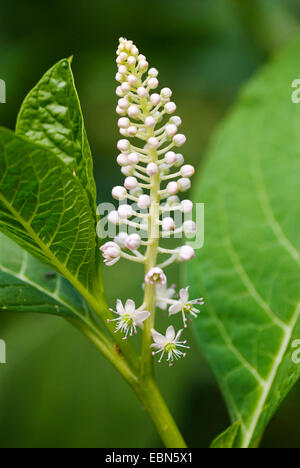 Pokeweed, Indiano poke, rosso-Impianto di inchiostro, Indiano pokeweed (Phytolacca esculenta, phytolacca acinosa), infiorescenza Foto Stock