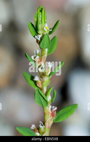 Piccolo-lasciava knotgrass, ovale-knotweed foglia (Polygonum arenastrum, Polygonum Aviculare ssp. arenastrum), fioritura, Germania Foto Stock