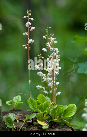 Grandi wintergreen, Round-Leaved wintergreen (Pyrola rotundifolia), fioritura, Svizzera Rosenlaui/ Foto Stock