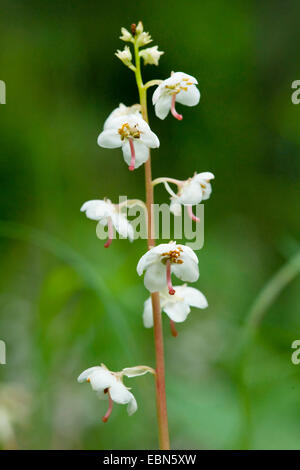 Grandi wintergreen, Round-Leaved wintergreen (Pyrola rotundifolia), infiorescenza, Svizzera Foto Stock