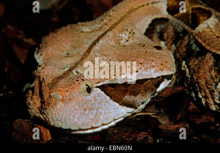Gaboon viper (Bitis gabonica rhinoceros, Bitis rinoceronte), ritratto Foto Stock