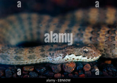 Death Adder, comune morte sommatore (Acanthophis antarcticus), velenosi serpente australiano, Australia Foto Stock