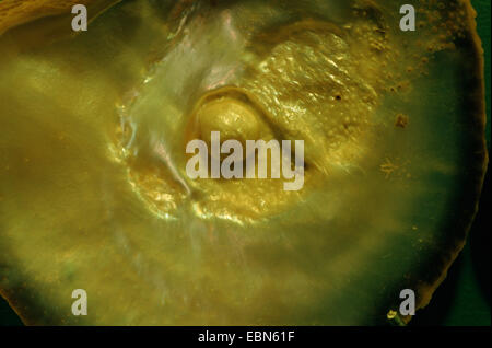 Perla del Pacifico-ostrica, nero perla a labbro oyster, nero-lip perla (oyster Pinctada Margaritifera, Pteria margaritifera, Meleangrina margaritifera), con perla Foto Stock