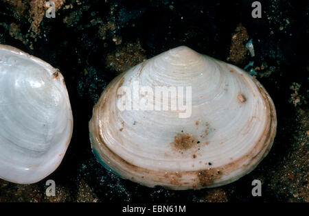 Piccante solco clam piccante solco shell (Scrobicularia plana), conchiglie sulla terra umida Foto Stock