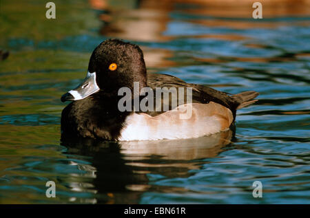 Anello-neched anatra (Aythya collaris), nuoto maschio Foto Stock