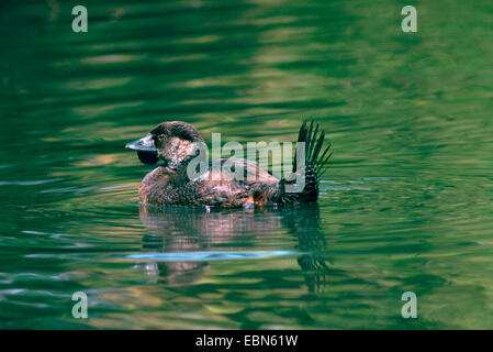 Il muschio anatra (Biziura lobata), maschio Foto Stock