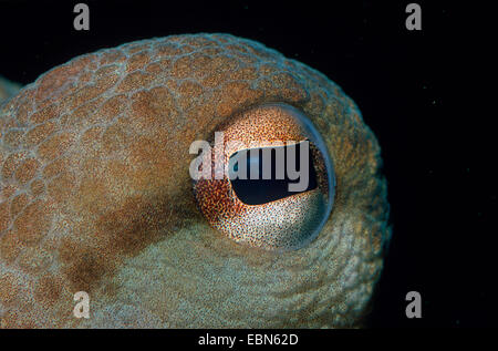 Polpo, Atlantico comune polpo, politica europea comune in materia di polpi (Octopus vulgaris), primo piano di un occhio Foto Stock