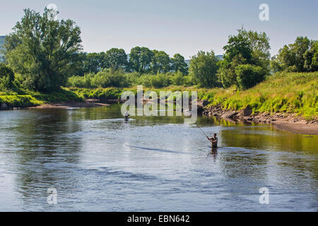 Salmone atlantico, ouananiche, lago di salmone atlantico, senza sbocco sul mare salmone, la Sebago salmone (Salmo salar), i pescatori di salmone con canne da pesca, Irlanda, Moy River Foto Stock