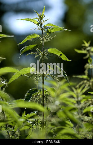 Ortica (Urtica dioica), fioritura, Germania Foto Stock