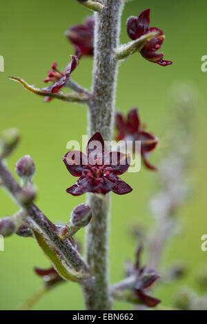 Veratro nero (Veratrum nigrum), fiori Foto Stock