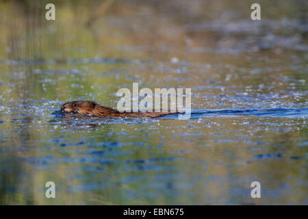 Topo muschiato (Ondatra zibethica), nuoto, in Germania, in Baviera, Isental Foto Stock