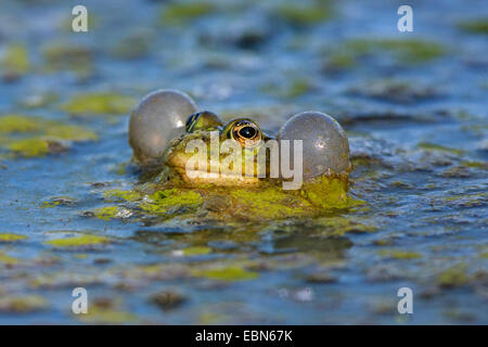 Rana di palude, il lago di rana (Rana ridibunda, Pelophylax ridibundus), con grandi sacchi vocali, la chiamata, la Germania, il Land della Baviera Foto Stock