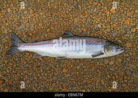 Salmone atlantico, ouananiche, lago di salmone atlantico, senza sbocco sul mare salmone, la Sebago salmone (Salmo salar), giovani salmoni, Irlanda, fiume Moy Foto Stock