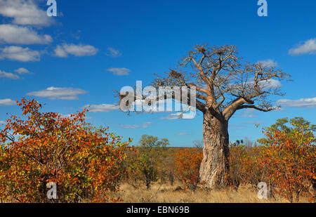 Baobab, pane scimmia, scimmia tamarind (Adansonia digitata), baobab nella parte settentrionale del Parco Nazionale di Kruger, Sud Africa, Krueger National Park Foto Stock